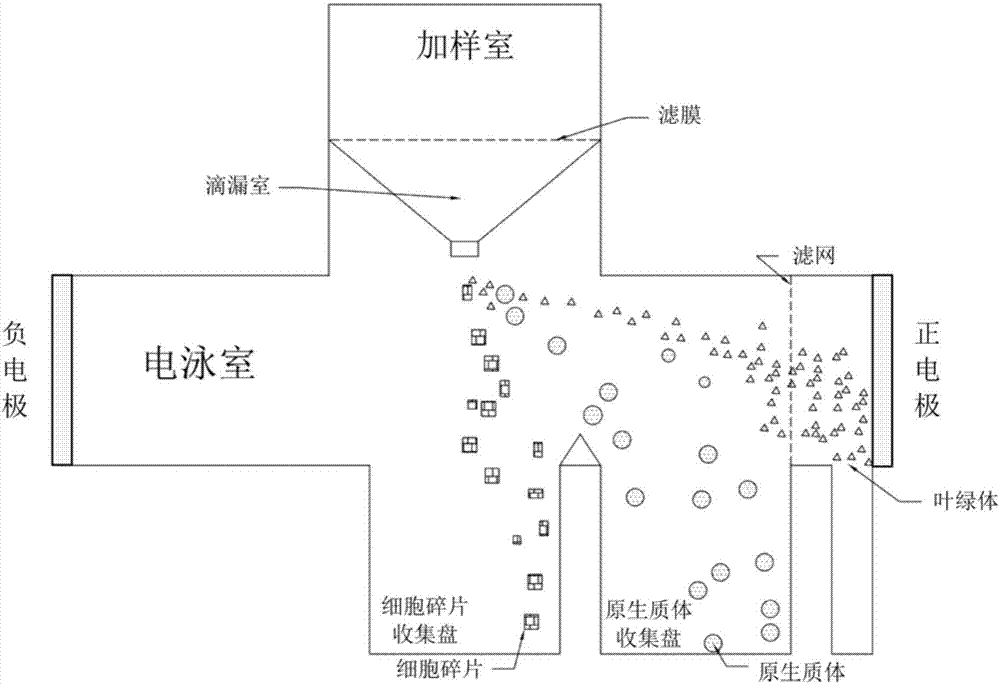 一种植物细胞原生质体纯化仪及纯化方法与流程