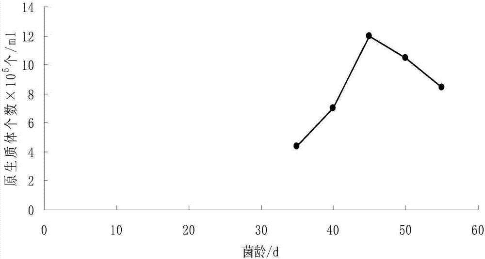 db)是一种由小麦矮腥黑粉菌(tilletiacontroversakühn