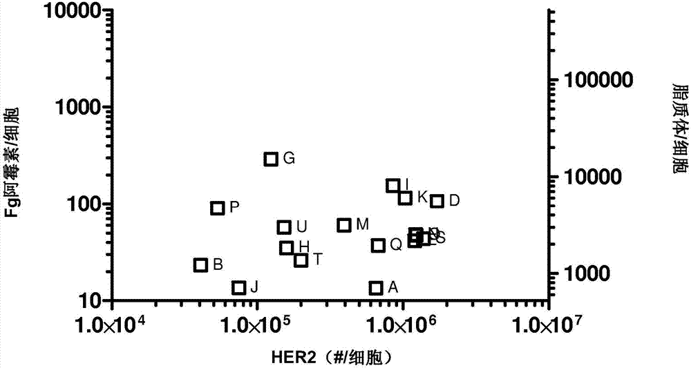 在使用包含蒽环类化疗剂的ERBB2靶向免疫脂质体的治疗中防止心肌毒性的剂量和给药的制造方法与工艺