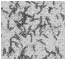 一种高寒草地牧草内生细菌枯草芽孢杆菌菌株、微生物菌剂及其制备方法和应用与流程