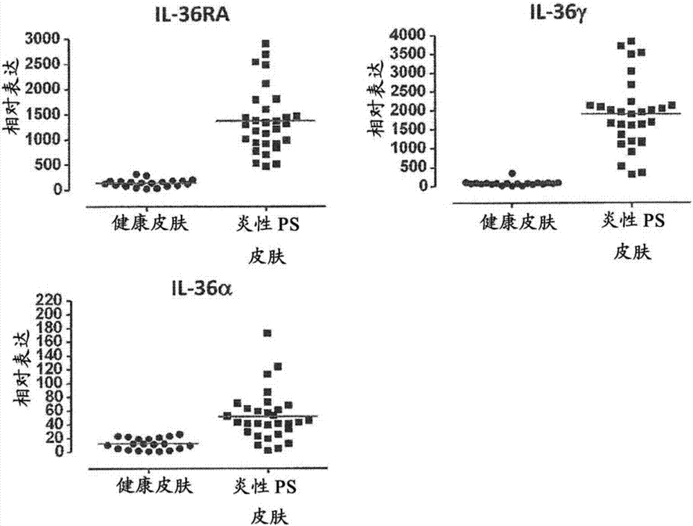 抗IL‑36R抗体的制造方法与工艺