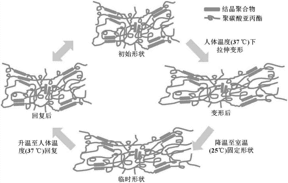 一種可體溫響應(yīng)的形狀記憶高分子材料及其制備方法與流程