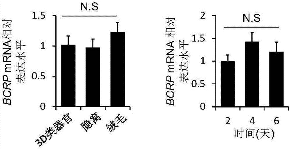 一種小腸3D類器官研究BCRP介導(dǎo)藥物轉(zhuǎn)運(yùn)模型的構(gòu)建方法與應(yīng)用與流程