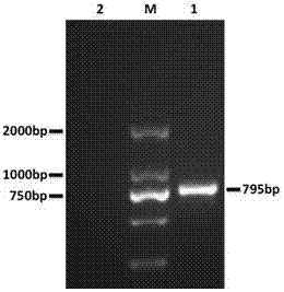 一種永生化雞胚胎肝細(xì)胞系及其制備方法和用途與流程