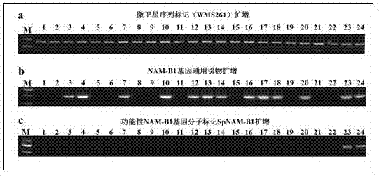 一种小麦功能性NAM‑B1基因的分子标记及其应用的制造方法与工艺