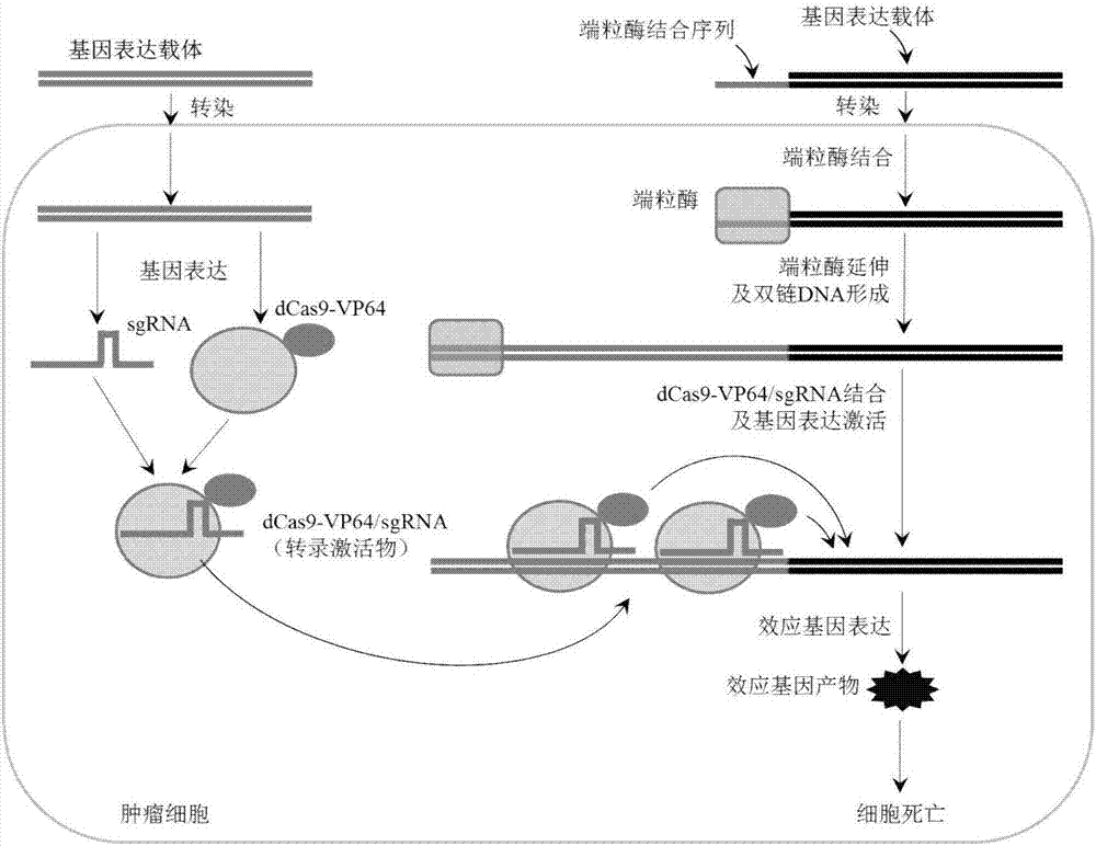 一种端粒酶启动基因表达方法及其应用与流程