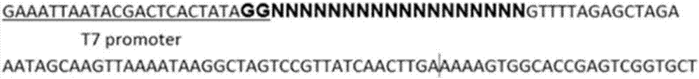 CRISPR/Cas9技術(shù)在獲得家蠶鋅指蛋白基因突變體中的應(yīng)用的制造方法與工藝