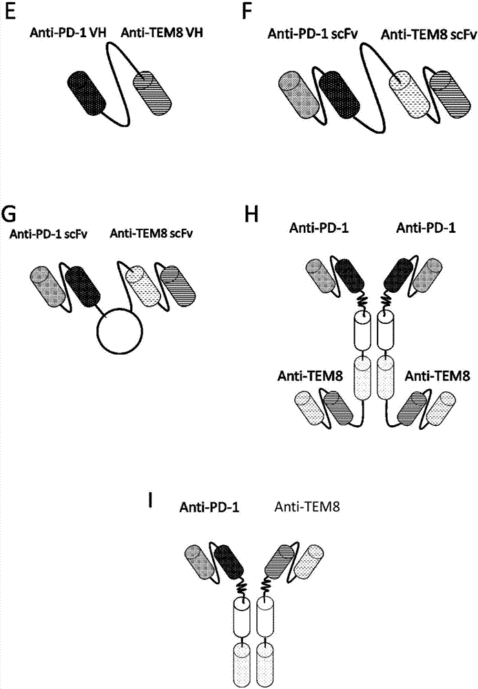 抗PD?1和TEM?8雙特異性抗體及其應(yīng)用的制造方法與工藝