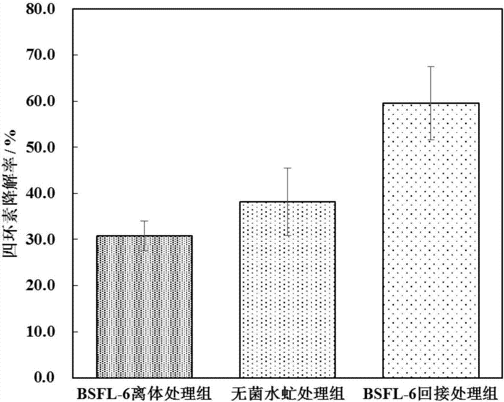 一種昆蟲水虻腸道來源的粘質沙雷氏菌BSFL?6及其應用的制造方法與工藝