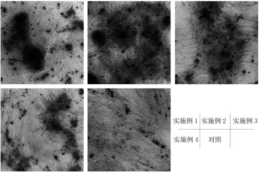 一種增強(qiáng)臍帶間充質(zhì)干細(xì)胞成骨和成軟骨分化特性的培養(yǎng)基及培養(yǎng)方法與流程