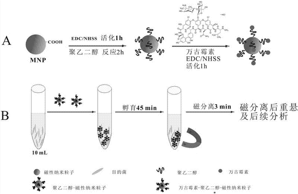 一種新型的分離敗血癥中革蘭氏陽(yáng)性病原菌的方法革蘭氏陽(yáng)性病原菌與流程