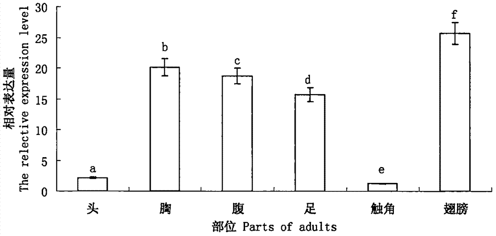 松墨天牛谷氨酰胺6?磷酸果糖酰胺轉(zhuǎn)移酶基因克隆及用途的制造方法與工藝