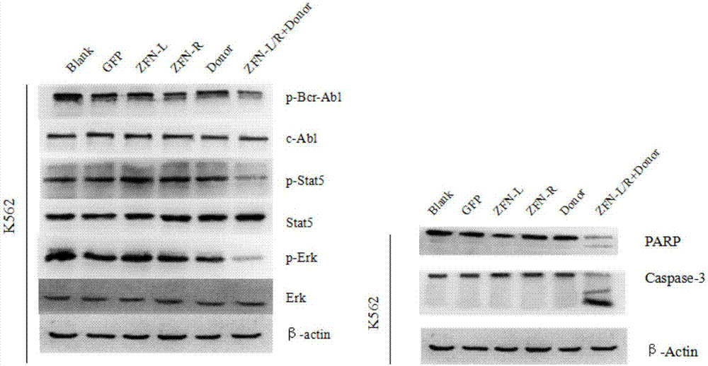 采用锌指核酸酶技术破坏人bcr‑abl融合基因以抑制CML细胞增殖和促使其凋亡的制造方法与工艺