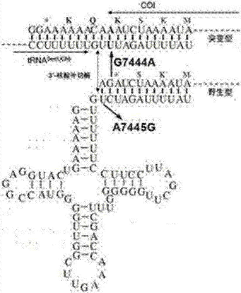 一種線粒體DNAG7444A突變及線粒體DNAA7445G突變的聯(lián)合檢測方案的制造方法與工藝