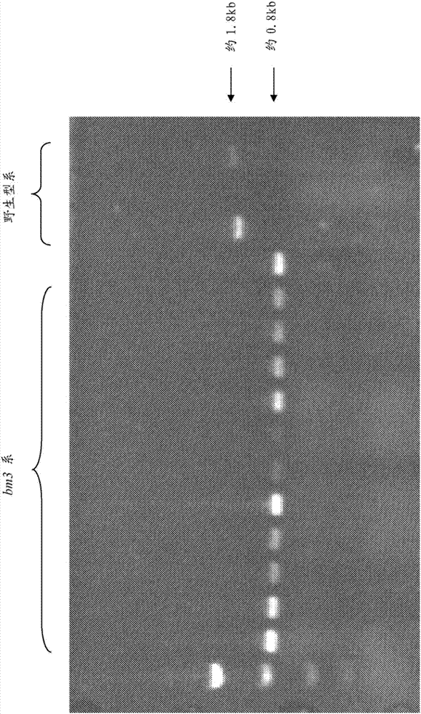 褐色中脉3基因特异性标志物在玉米中用于性状基因渗入的用途的制造方法与工艺