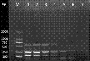 一种产气荚膜梭菌的多重PCR分型方法与流程