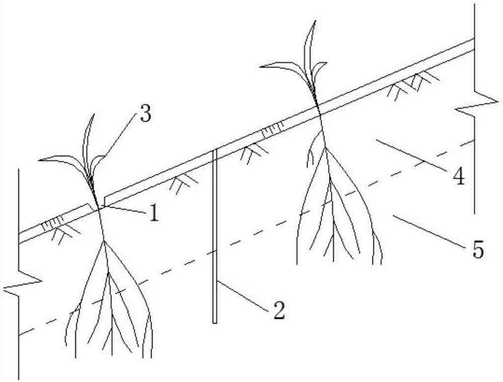 根系联合拉筋带加固膨胀土边坡的方法与流程