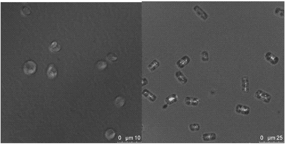 一種浮游植物細(xì)胞內(nèi)外活性氧的檢測方法與流程