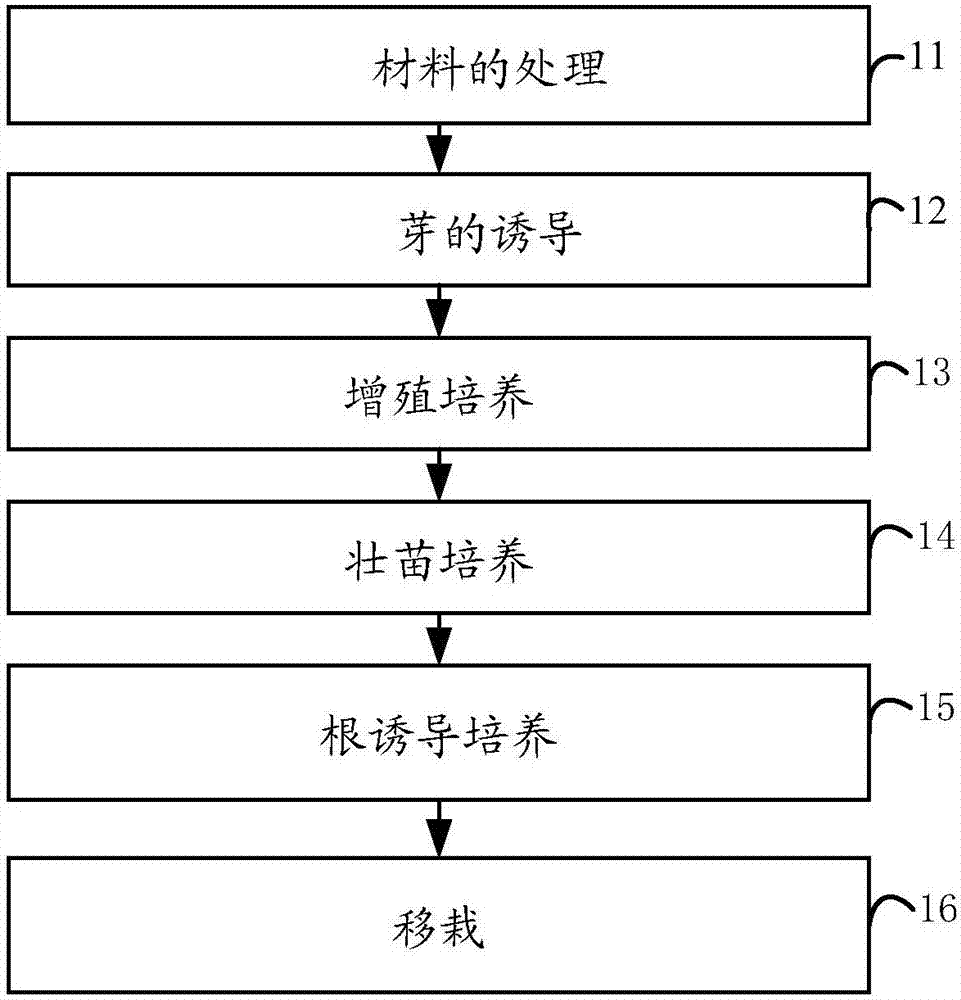 一種毛葉山桐子的組織培養(yǎng)育苗方法與流程