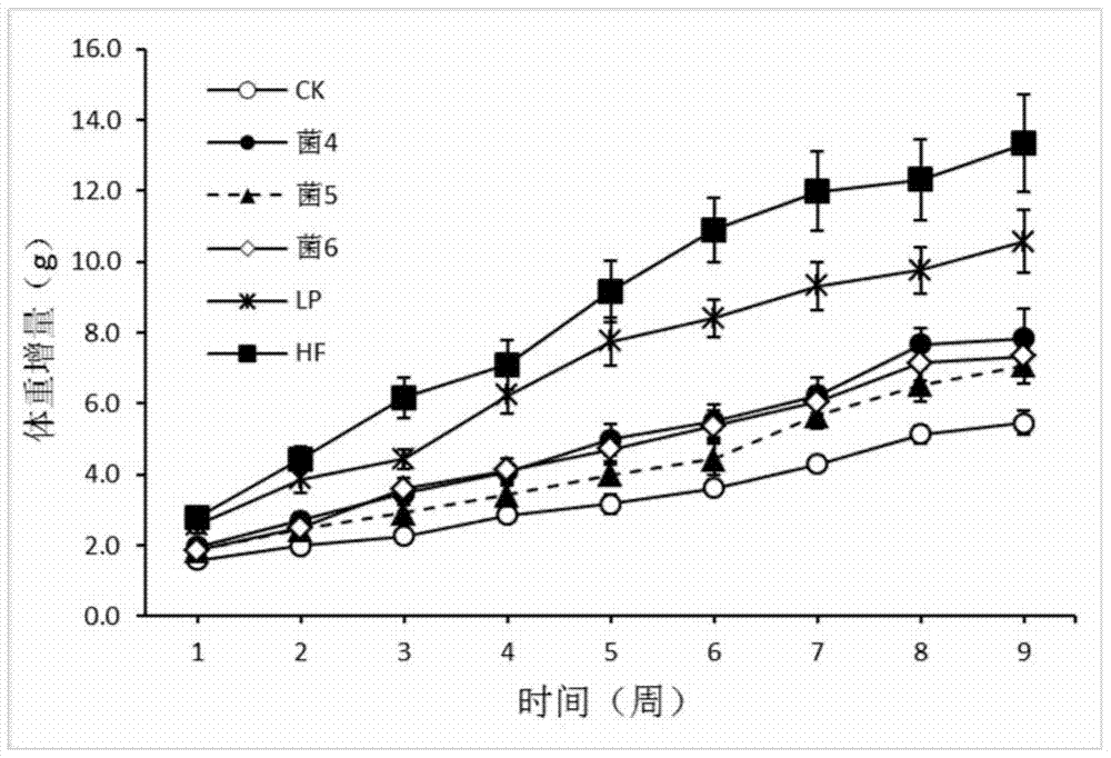 厚壁菌类益生菌在治疗和预防肥胖及其相关疾病中的应用的制造方法与工艺