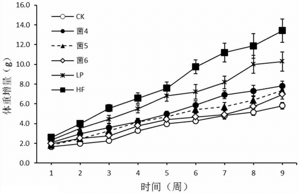 厚壁菌类益生菌在治疗和预防肥胖及其相关疾病中的应用的制造方法与工艺