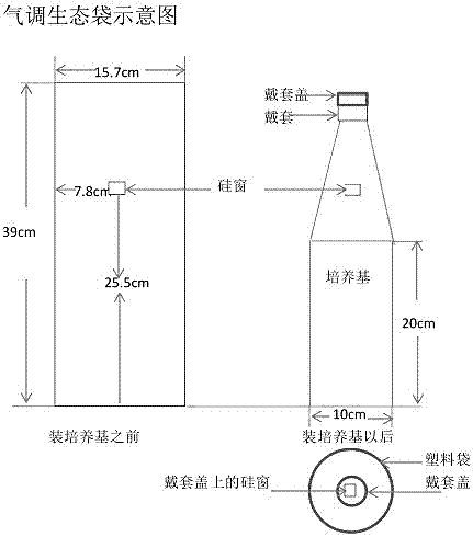 牛蒡固体发酵栽培杏鲍菇的方法与流程