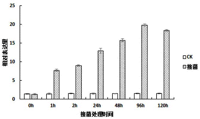 一種利用誘導(dǎo)劑提高棉花黃萎病抗性的方法與流程