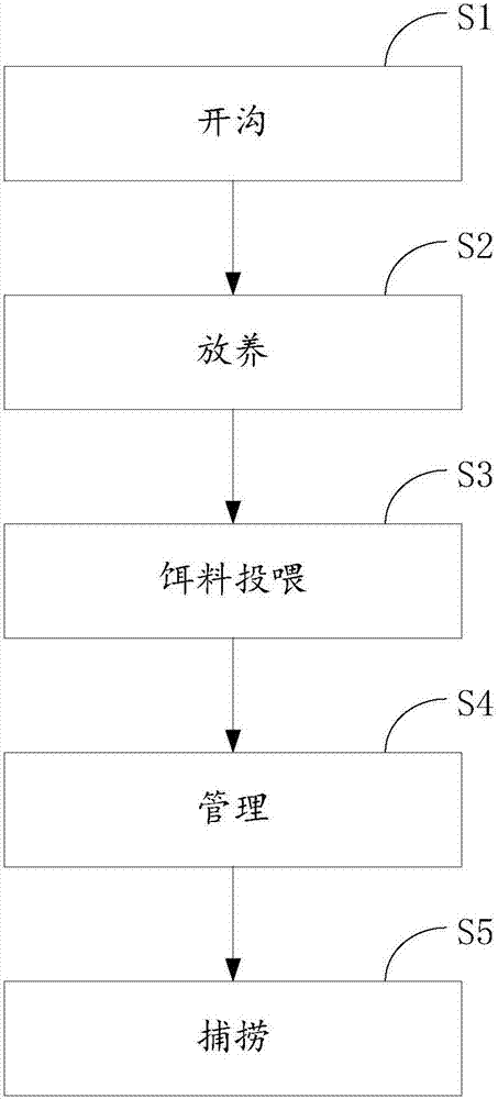 竹林下黃鱔養(yǎng)殖方法與流程