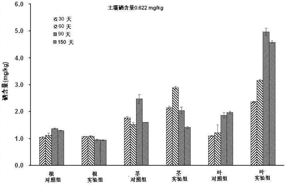 一種利用茶樹內(nèi)生草螺菌促進(jìn)茶葉富硒的應(yīng)用技術(shù)的制造方法與工藝