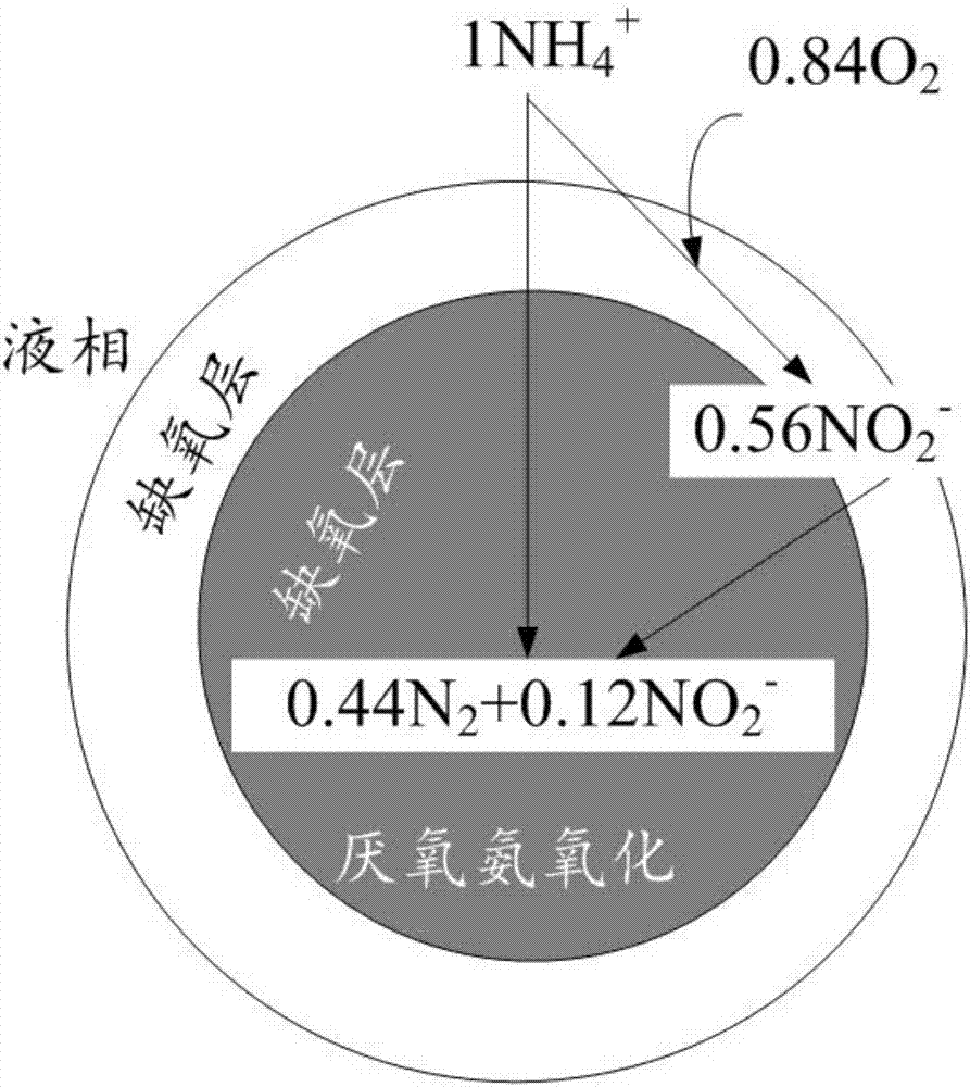 一種污水脫氮的方法、污水脫氮劑及其制備方法與流程