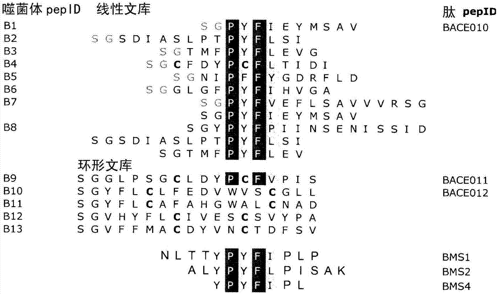 BACE1的肽抑制剂的制造方法与工艺