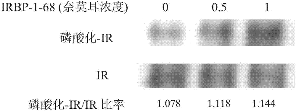 多勝肽、編碼該多勝肽的核酸分子、以及該多勝肽的應(yīng)用的制造方法與工藝