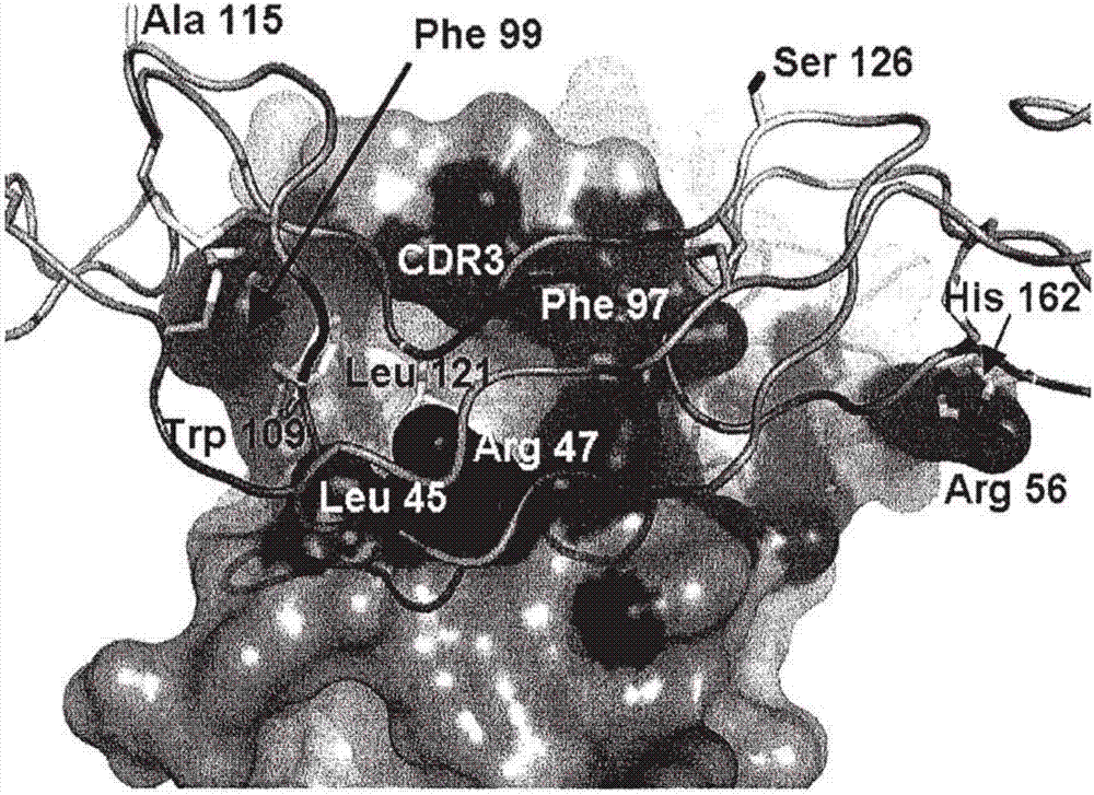 拮抗CD40之抗体多肽的制造方法与工艺