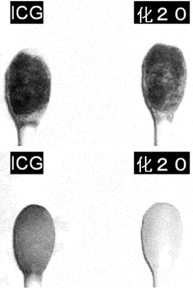 吲哚菁化合物、其合成及精制法、诊断用组合物、生物体内动态测定装置及循环可视化装置的制造方法