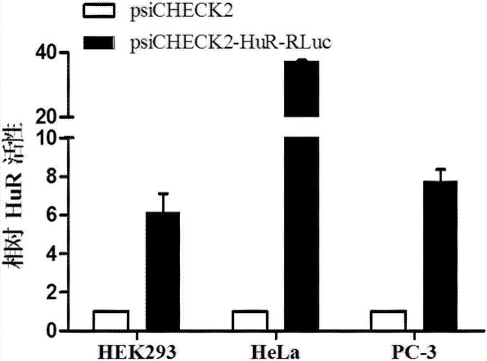 一种HuR蛋白可识别的RNA片段及在HuR活性检测中的应用的制造方法与工艺