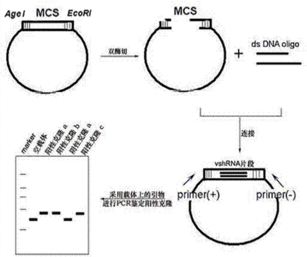 人PYCR1基因的shRNA干扰序列及其应用的制造方法与工艺