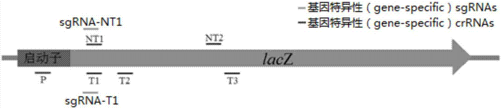 一種Cas蛋白特異結合靶標DNA、調控靶標基因轉錄的方法及試劑盒與流程