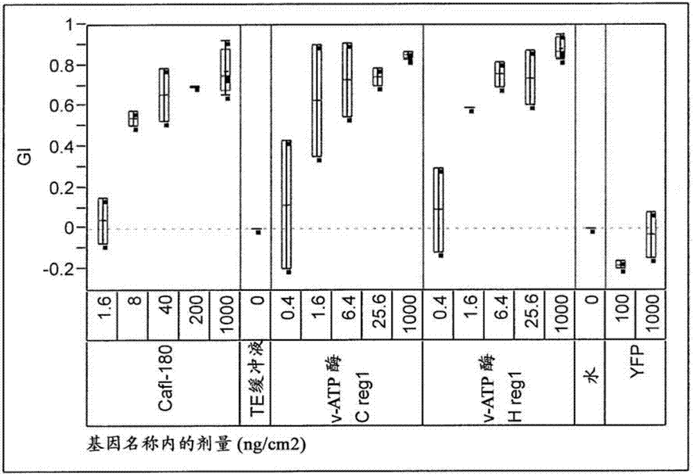 赋予对鞘翅目有害生物的抗性的核酸分子的制造方法与工艺