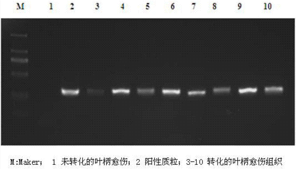 一种外源基因导入红腺忍冬的方法与流程