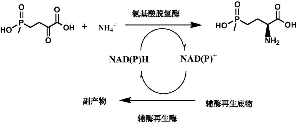 一種利用氨基酸脫氫酶制備L?草銨膦的方法與流程