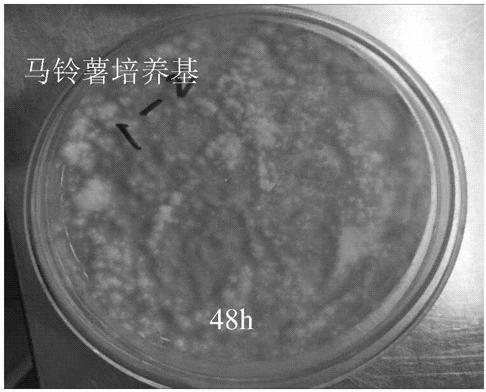 溫室采集分離用玫煙色棒束孢分生孢子培養(yǎng)基及制備方法與流程