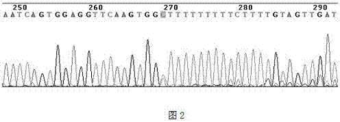 一种帕金森综合征易感基因检测分型试剂盒及其应用的制造方法与工艺