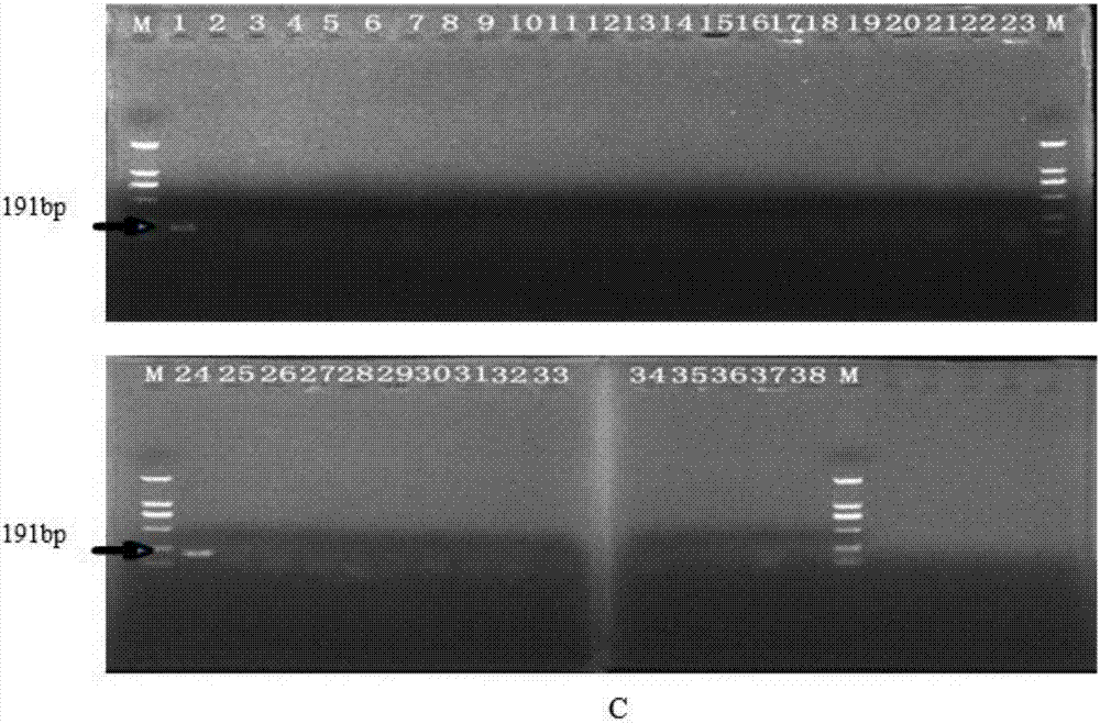 一種用于檢測(cè)甲型副傷寒沙門氏菌的靶基因、特異性引物對(duì)及檢測(cè)方法和試劑盒與流程