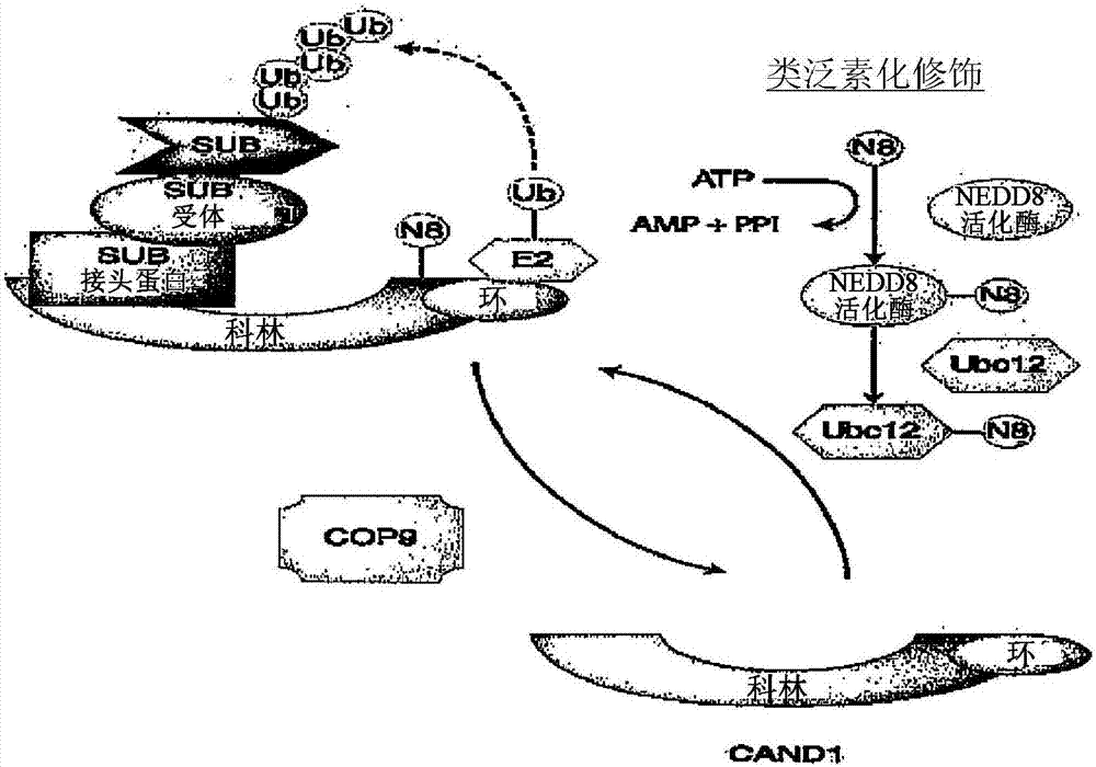 對NEDD8活化酶(NAE)抑制劑的反應的生物標記的制造方法與工藝