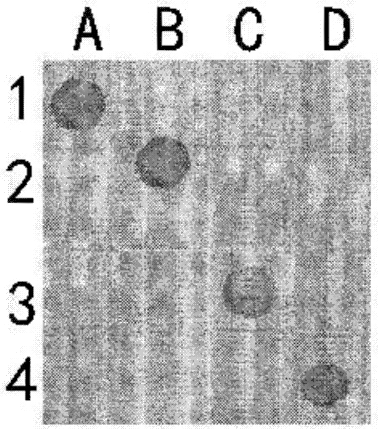 一種新型恒溫PCR?反向斑點雜交基因檢測方法與流程