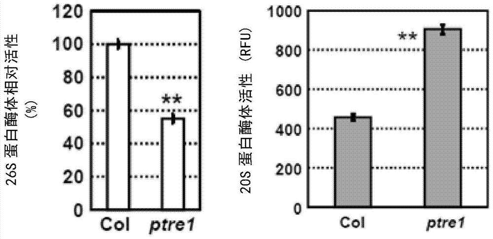 一種調(diào)控植物蛋白酶體活性的方法與流程