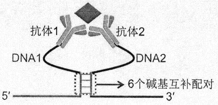 基于靶标蛋白诱导DNA酶循环生成的均相免疫分析方法与流程