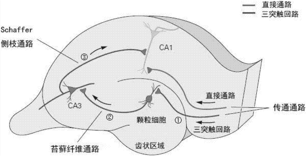 基于神經(jīng)振蕩活動(dòng)檢測(cè)大鼠學(xué)習(xí)記憶和認(rèn)知功能的方法與流程