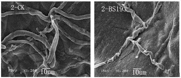 一種防治馬鈴薯晚疫病的枯草芽孢桿菌BS193及其應(yīng)用的制造方法與工藝