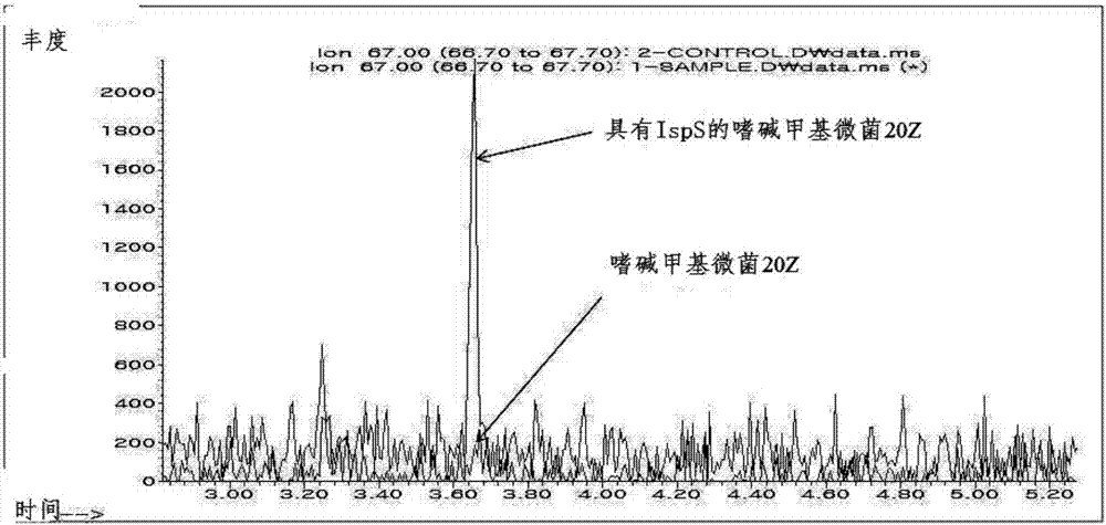 使用重組嗜鹽甲烷氧化菌生產(chǎn)異戊二烯的方法與流程